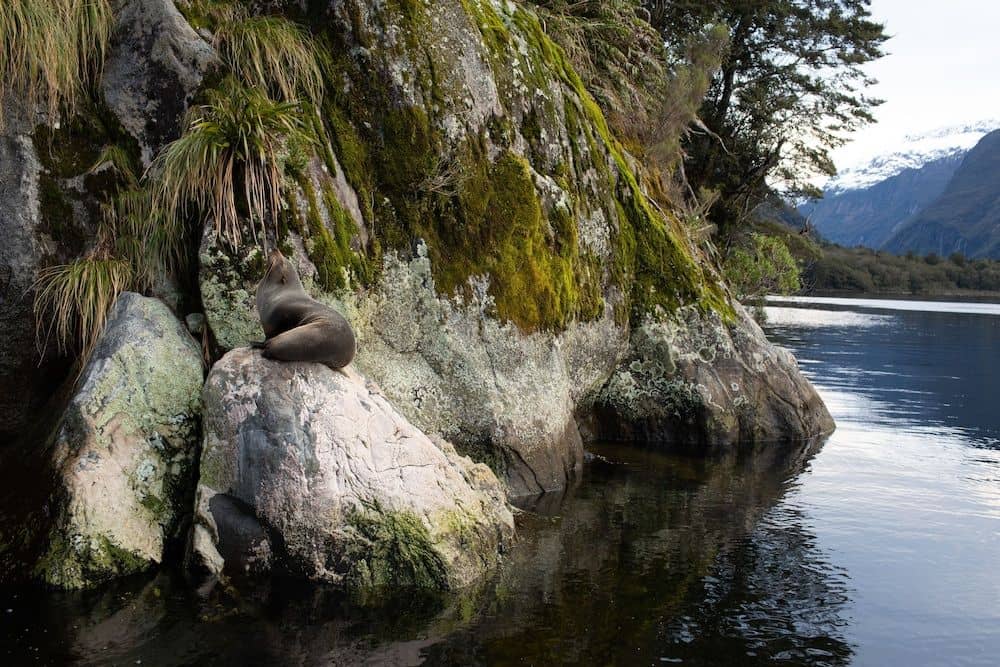 Milford Sound Overnight Cruise - Fiordland Discovery Milford Sound Overnight Cruise - Fiordland Discovery