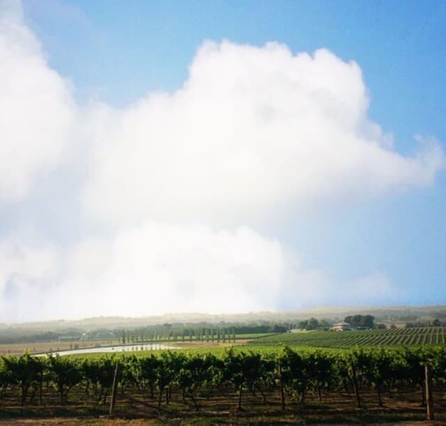 Vineyard View Room