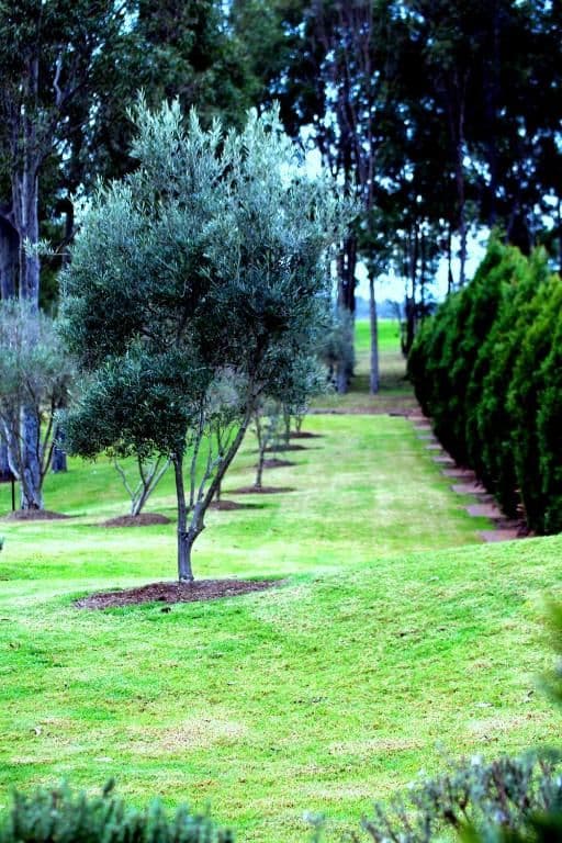 Olive Grove - Queen Room