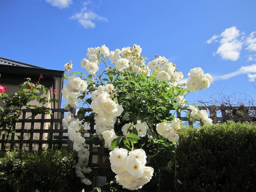 Arendon Cottage1