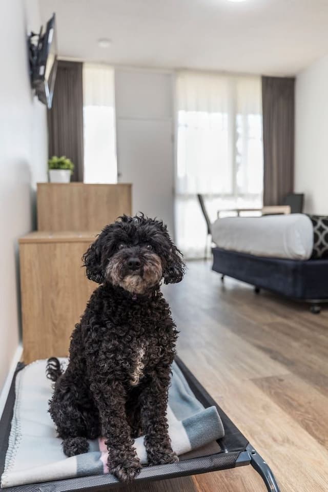 Pet Friendly Queen