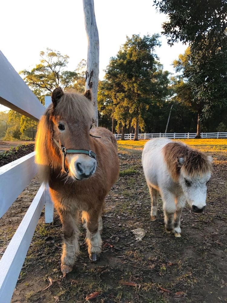 The Woods Farm Jervis Bay4