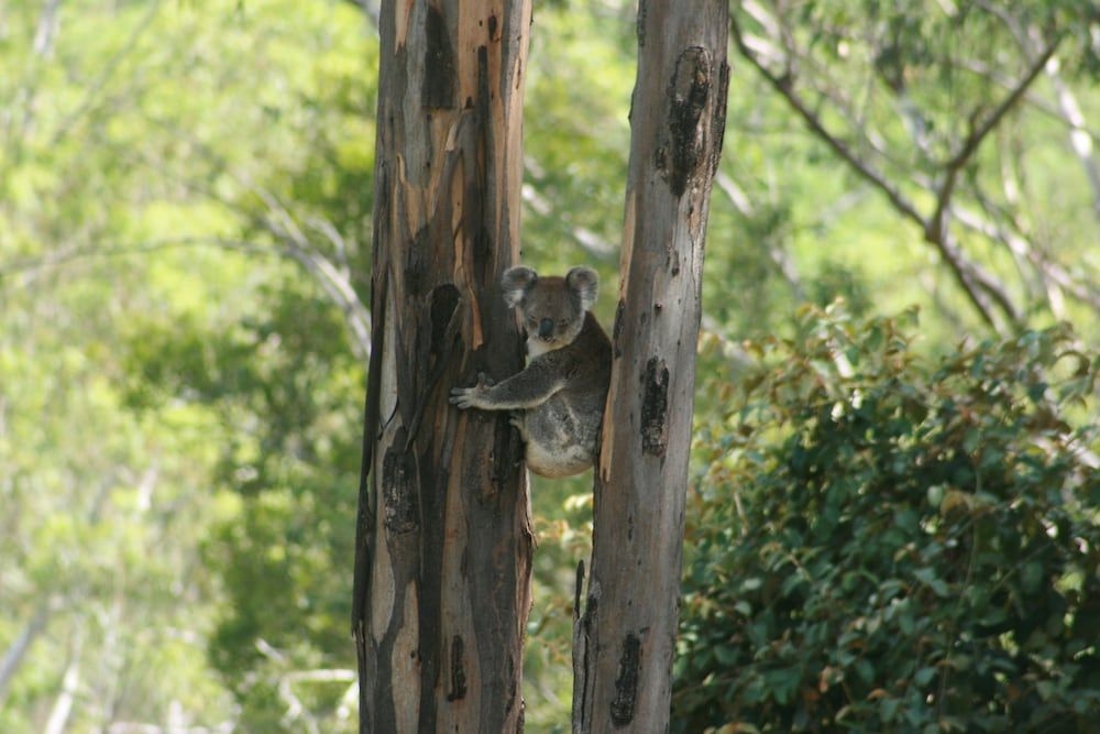 Bluegums Cabins3