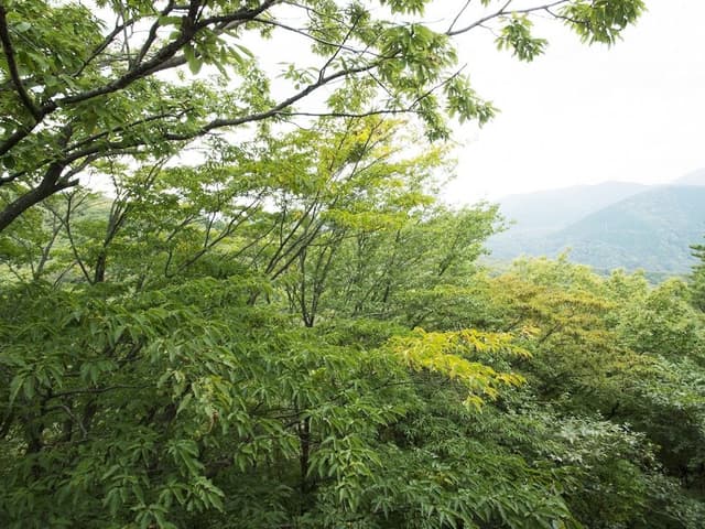 Deluxe Twin Room with Forest View, Japanese breakfast, Check-in only between 3pm-6pm, Non Smoking