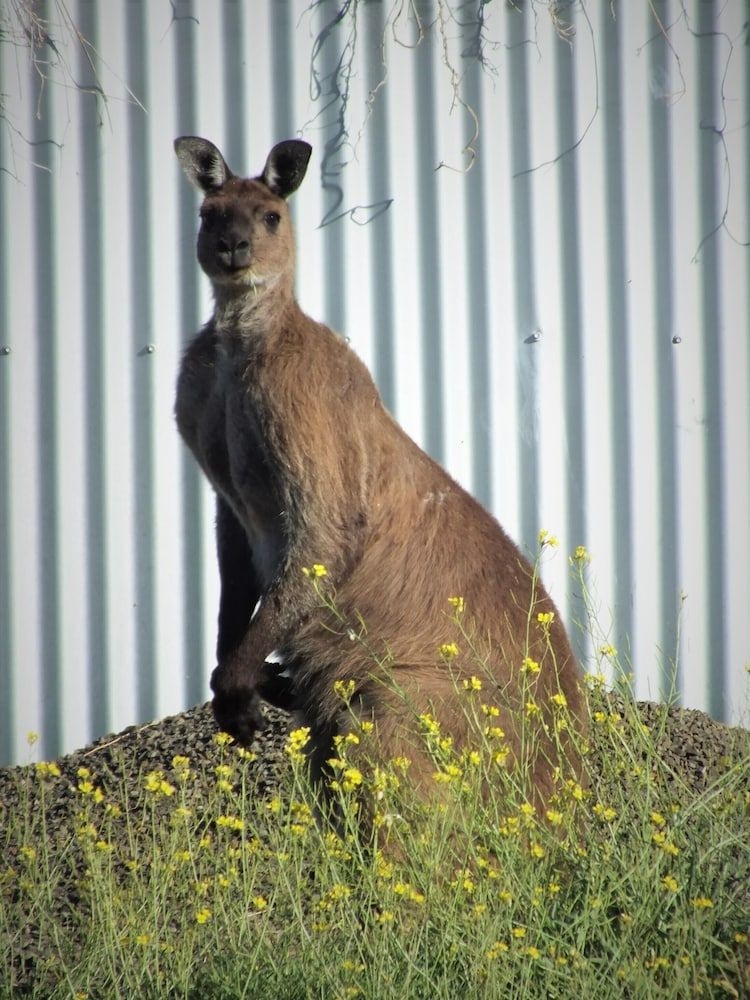 Gilligan's Kangaroo Island0