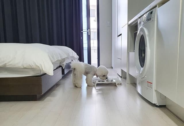Family Twin Room (below 6kg, 1 pet allowed)
