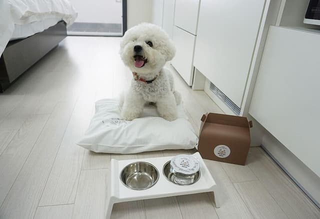 Family Twin Room (below 6kg, 1 pet allowed)