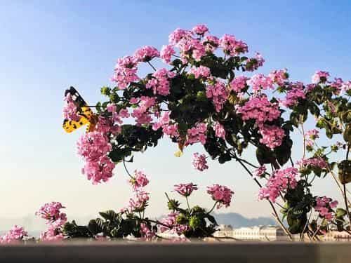 Elysinam Boutique Hotel Ha Long Elysinam Boutique Hotel Ha Long