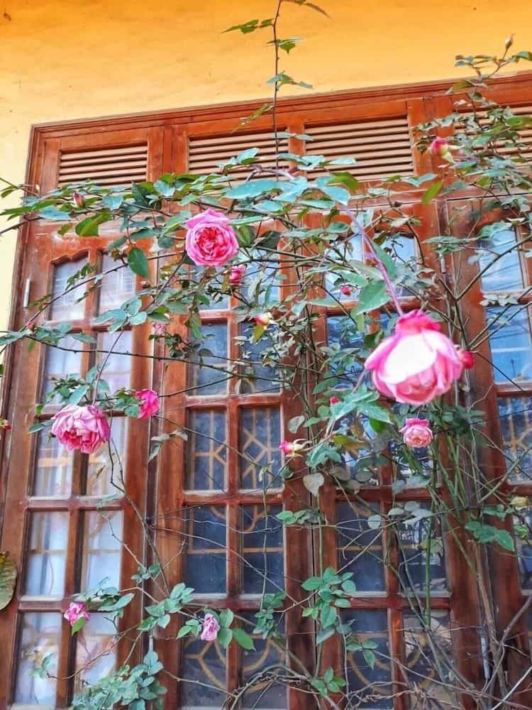 Thanh Homestay Thanh Homestay