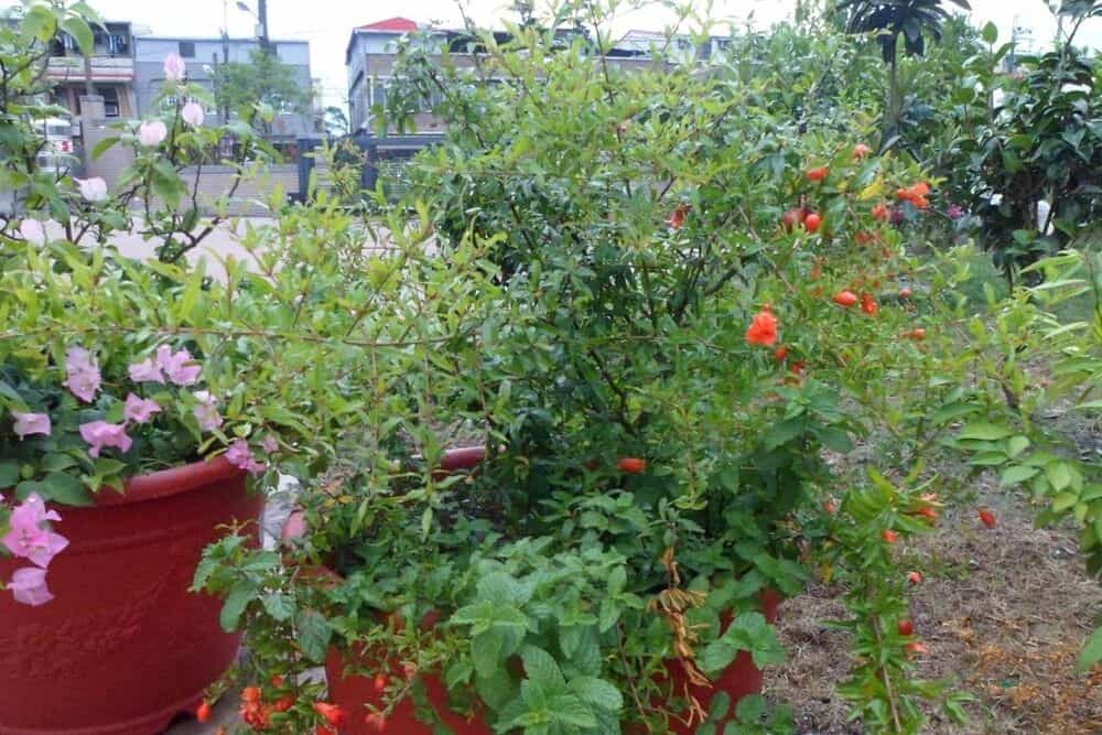 Rose Lodge Homestay Rose Lodge Homestay
