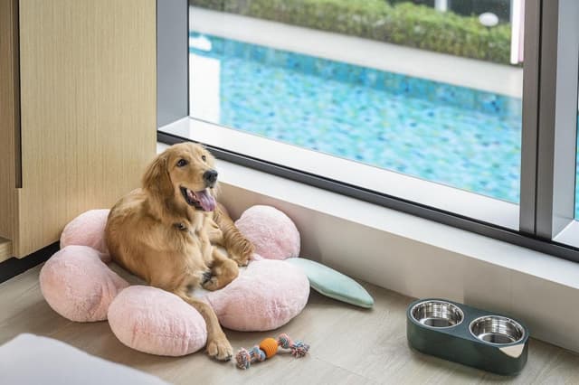 1 King Bed Dog