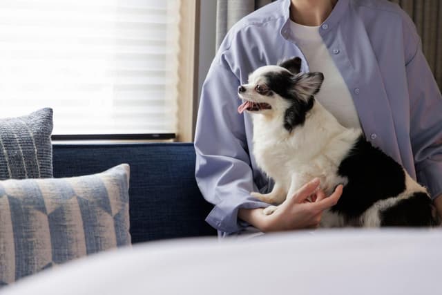Dog Friendly, Guest room, 1 King