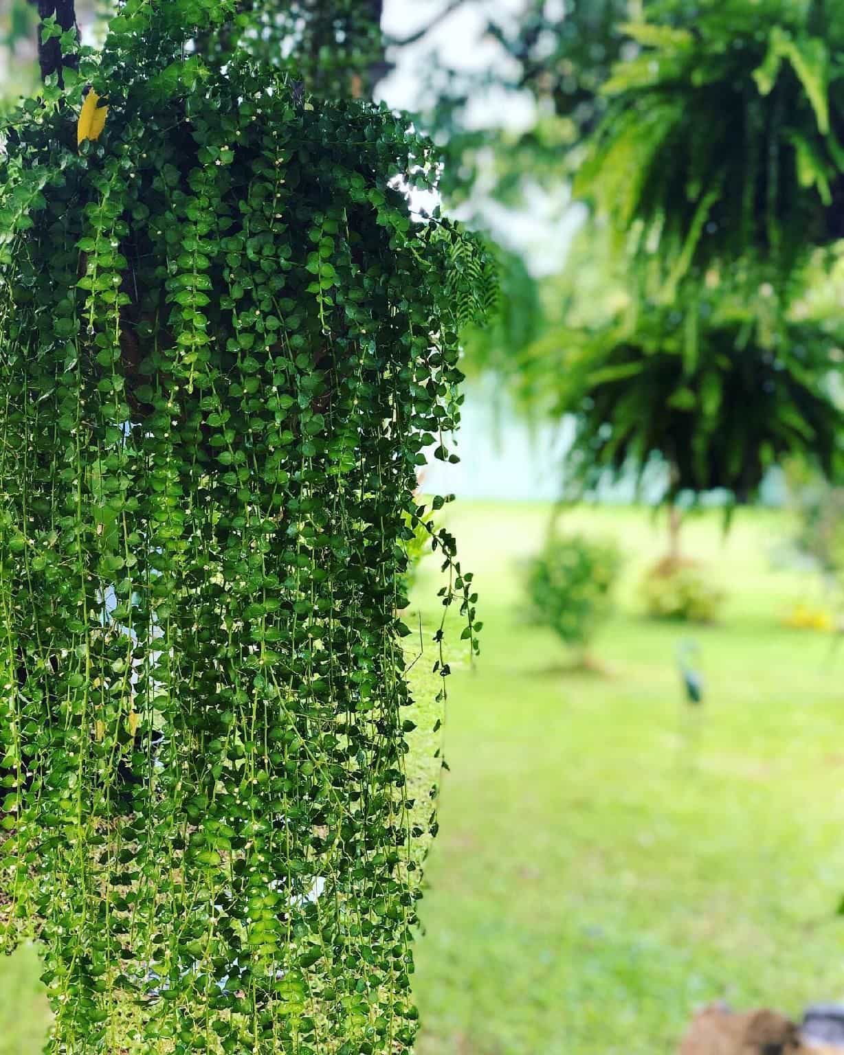 บ้านจามจุรี รีสอร์ท สัตหีบ บ้านจามจุรี รีสอร์ท สัตหีบ