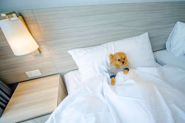 Deluxe Suite, 1 Bedroom