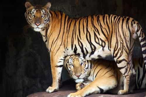 โอโย 440 ซีซั่น 5 เรสซิเดนซ์ โอโย 440 ซีซั่น 5 เรสซิเดนซ์