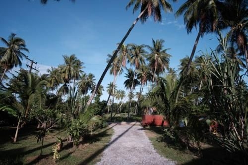Coconut Tree Homestay1