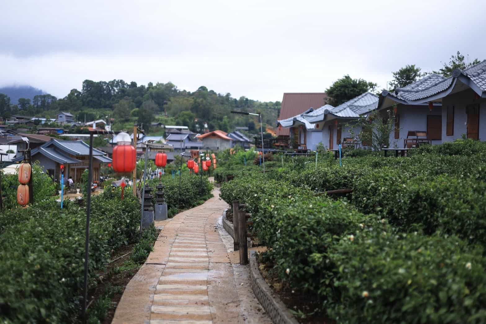 ไร่ชาเฉินฟงรีสอร์ท บ้านรักไทย ไร่ชาเฉินฟงรีสอร์ท บ้านรักไทย