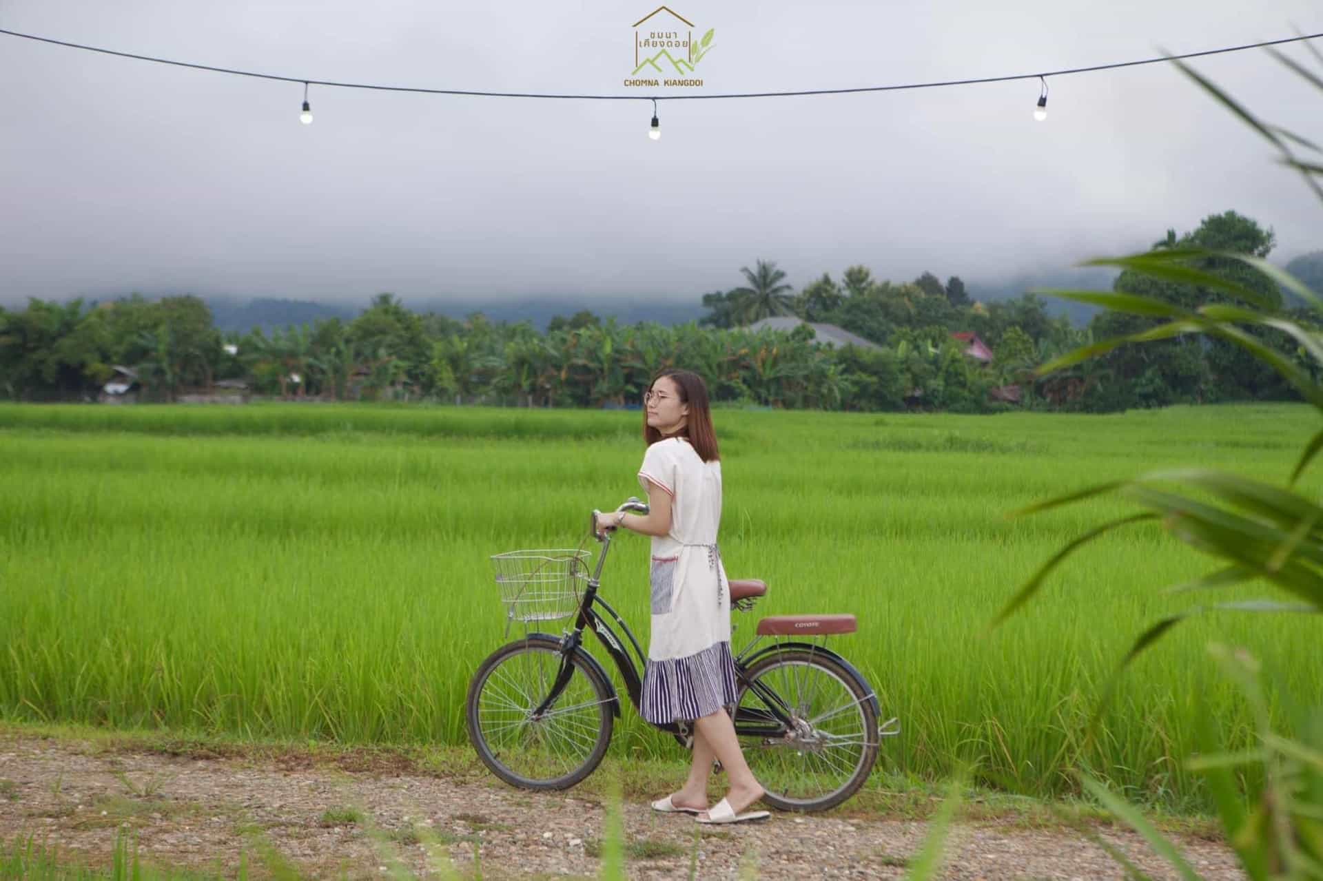 ชมนาเคียงดอย ชมนาเคียงดอย