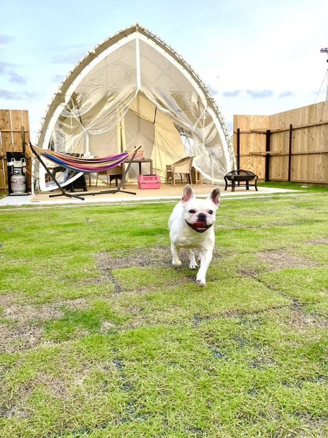 Dog Opera Tent