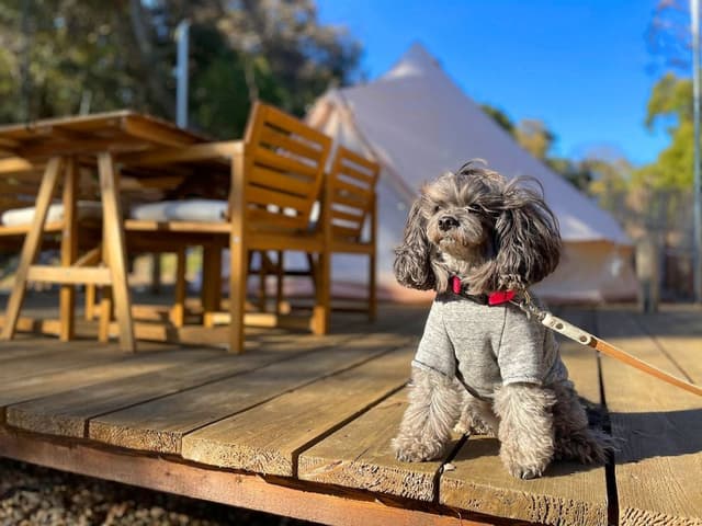 Deluxe Tent, Non Smoking (Pet-friendly)