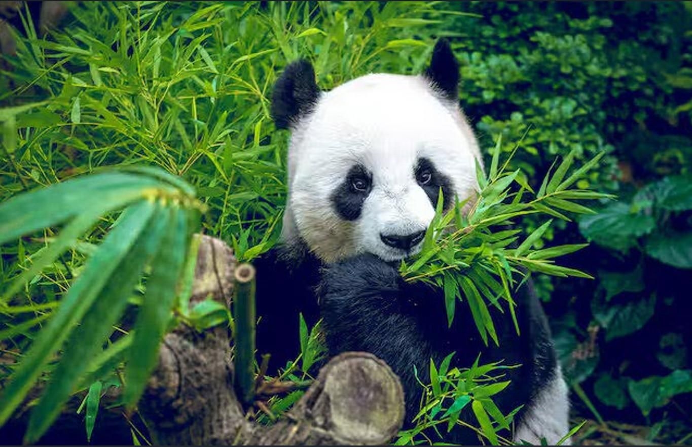 โรงแรมฮาวเวิร์ด จอห์นสัน บาย วินด์แฮม ไลฟ์ ซินตู เฉิงตู (Howard Johnson by Wyndham LIfe Xindu Chengdu)0