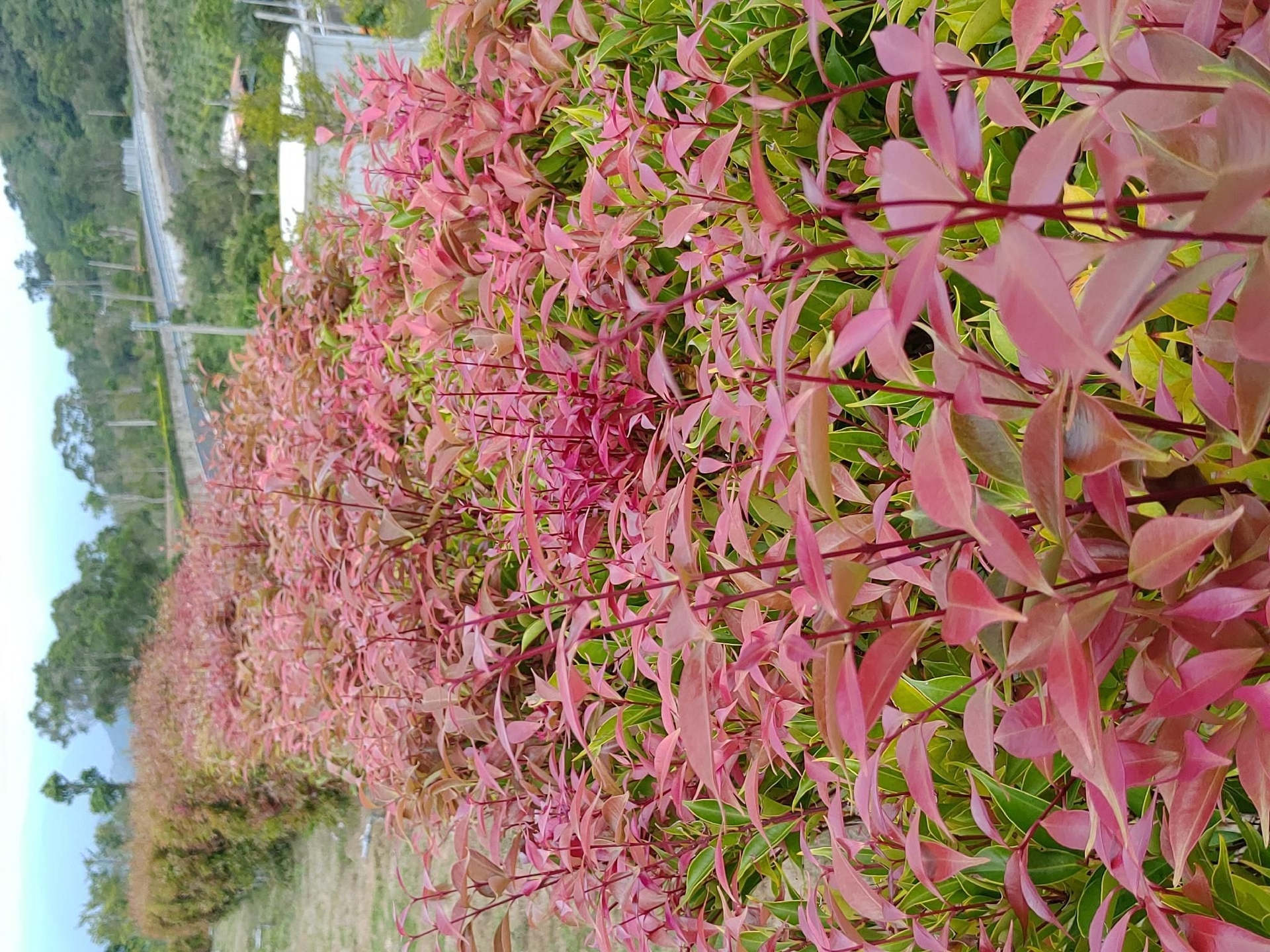 ฟูหยวนถาน วิลลา (fu yuan tan villa)0