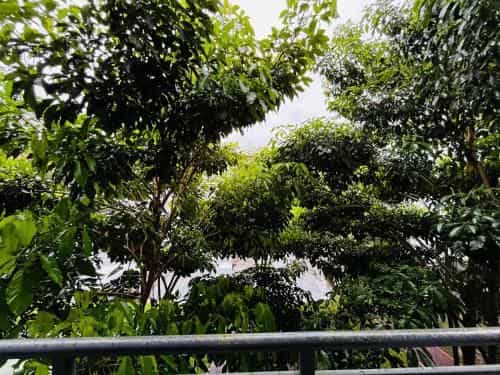 Agora Homestay Kota Marudu