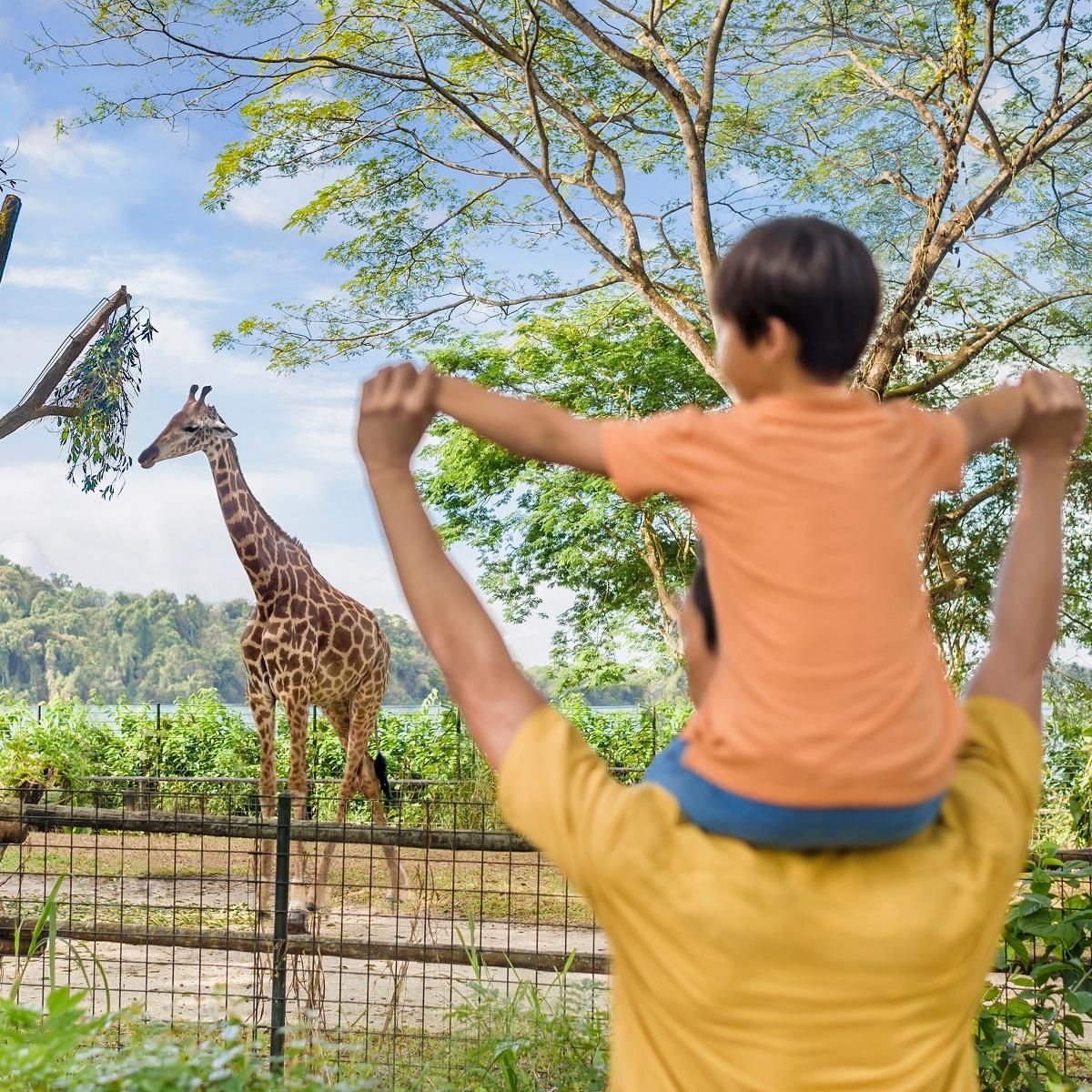 แคมป์โคลูโก แมนได ไวลด์ไลฟ์ อีสต์ (Colugo Camp, Mandai Wildlife East)1