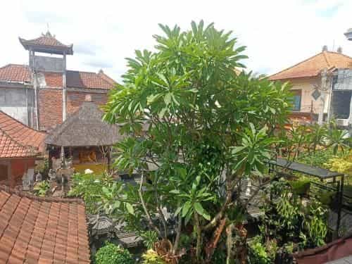 Arjuna Homestay Ubud Arjuna Homestay Ubud