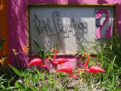 Pink Flamingo Resort Pink Flamingo Resort