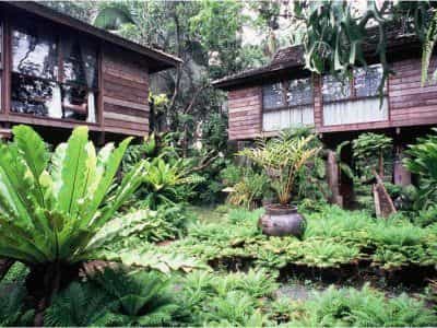 Fern Paradise Fern Paradise