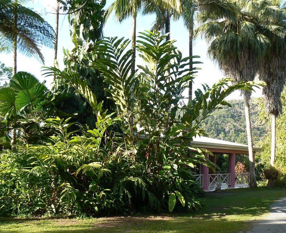 Daintree Valley Haven Daintree Valley Haven