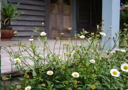 Riverbank Three-Bedroom Cottage - Split Level