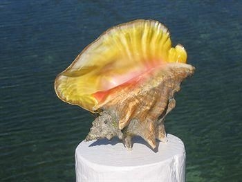 Green Turtle Club Resort & Marina0