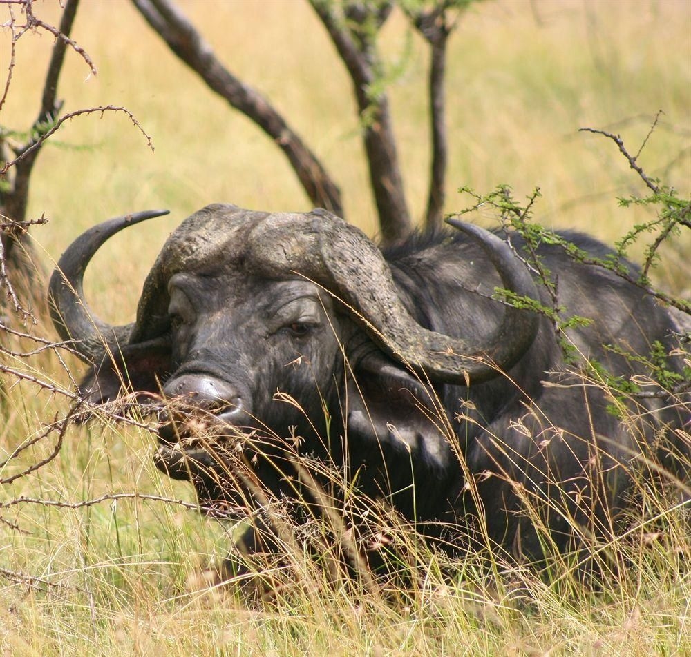 Naboisho Camp2