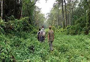 Chitwan Forest Resort Chitwan Forest Resort