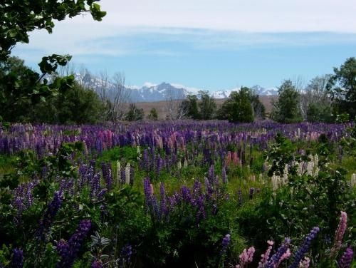Lakeview Tekapo2