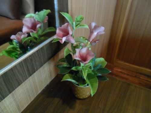 หลีเป๊ะ พาวเวอร์ บีช รีสอร์ท หลีเป๊ะ พาวเวอร์ บีช รีสอร์ท