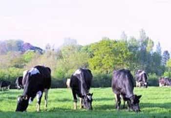 Canonsgrove Farm Canonsgrove Farm