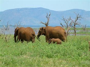White Elephant Safari Lodge2