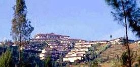 Bromo Cottages4