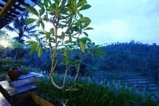 The Payangan Hideaway The Payangan Hideaway