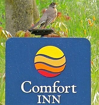 Comfort Inn Mariposa2