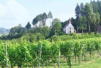 Hotel-Gasthof Rose Hotel-Gasthof Rose