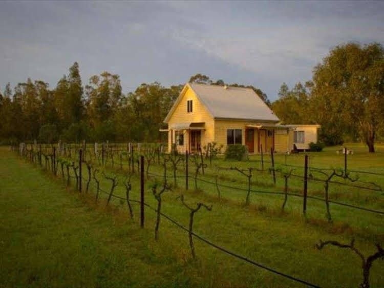 Madigan Vineyard4