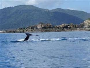 Airlie Beach Myaura Bed & Breakfast Airlie Beach Myaura Bed & Breakfast