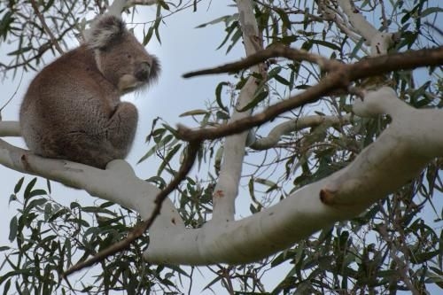 Adelaide Brownhill Creek Tourist Park4