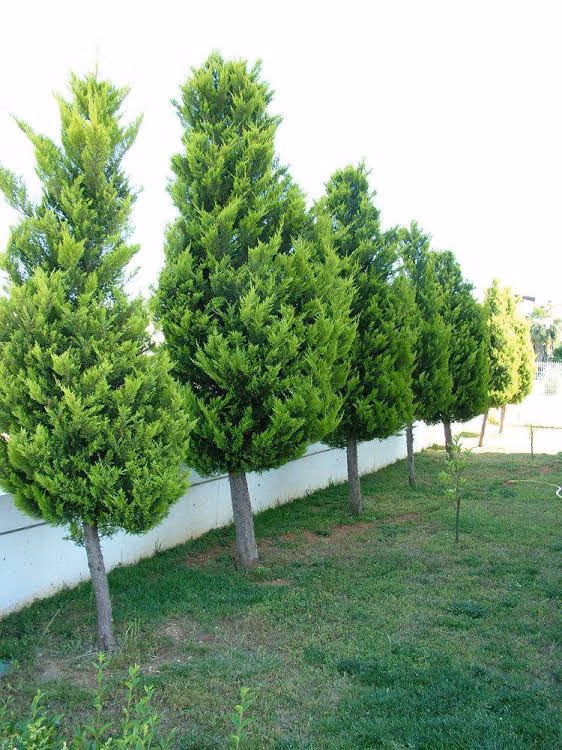 Belek Golf Apartments0