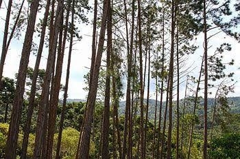Pousada Campos Verde0