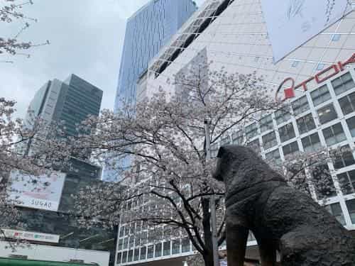 โรงแรมเอพีเอ ชิบุยะ โดเง็นซากาอุเอะ โรงแรมเอพีเอ ชิบุยะ โดเง็นซากาอุเอะ